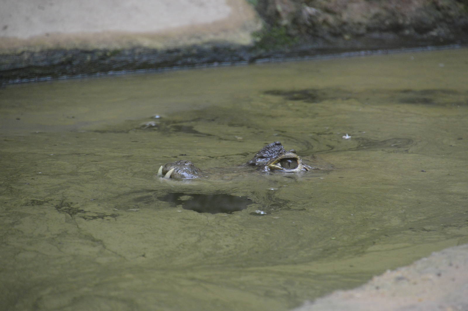 Spectacled Caiman 050816