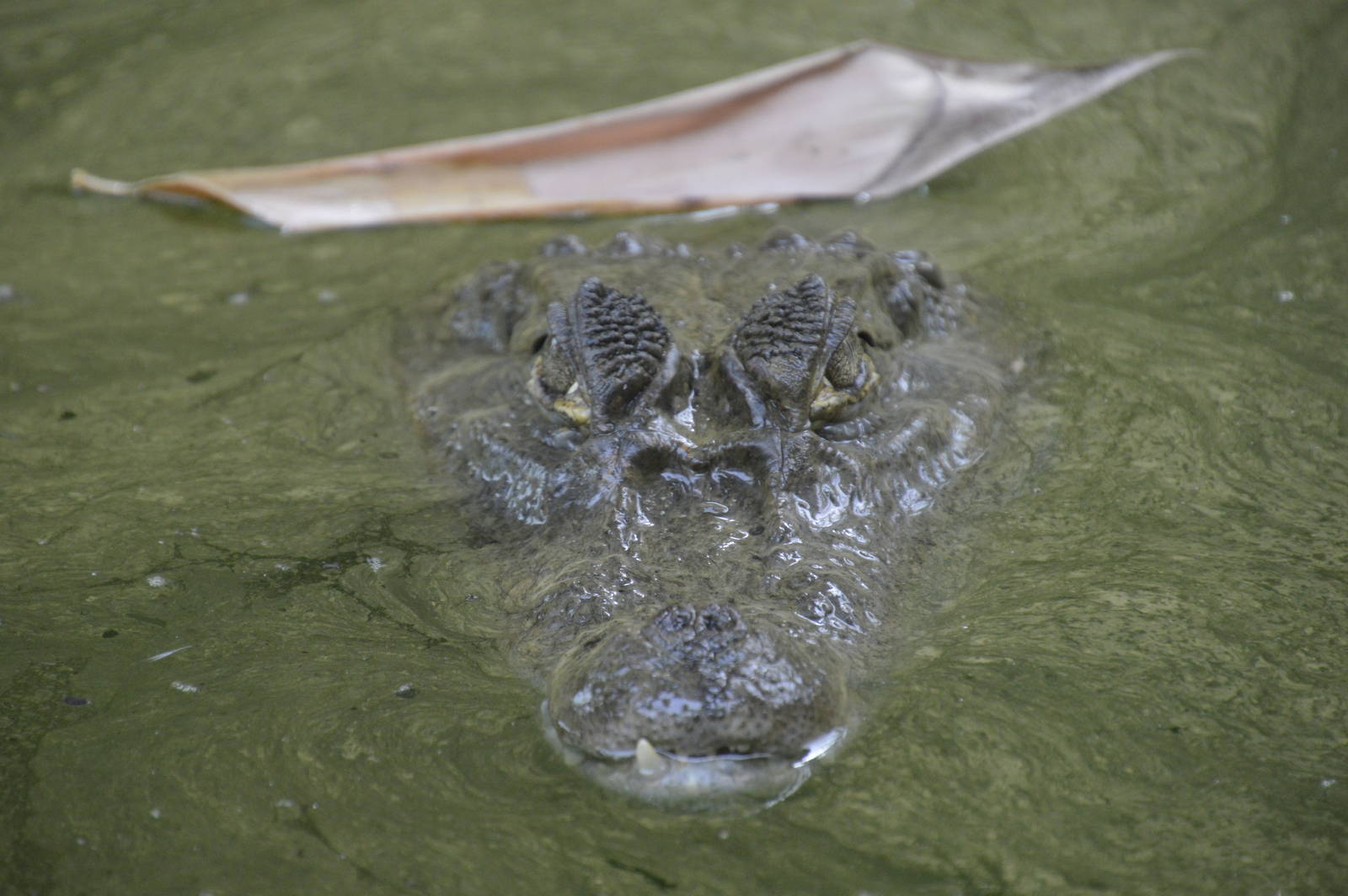 Spectacled Caiman 050816