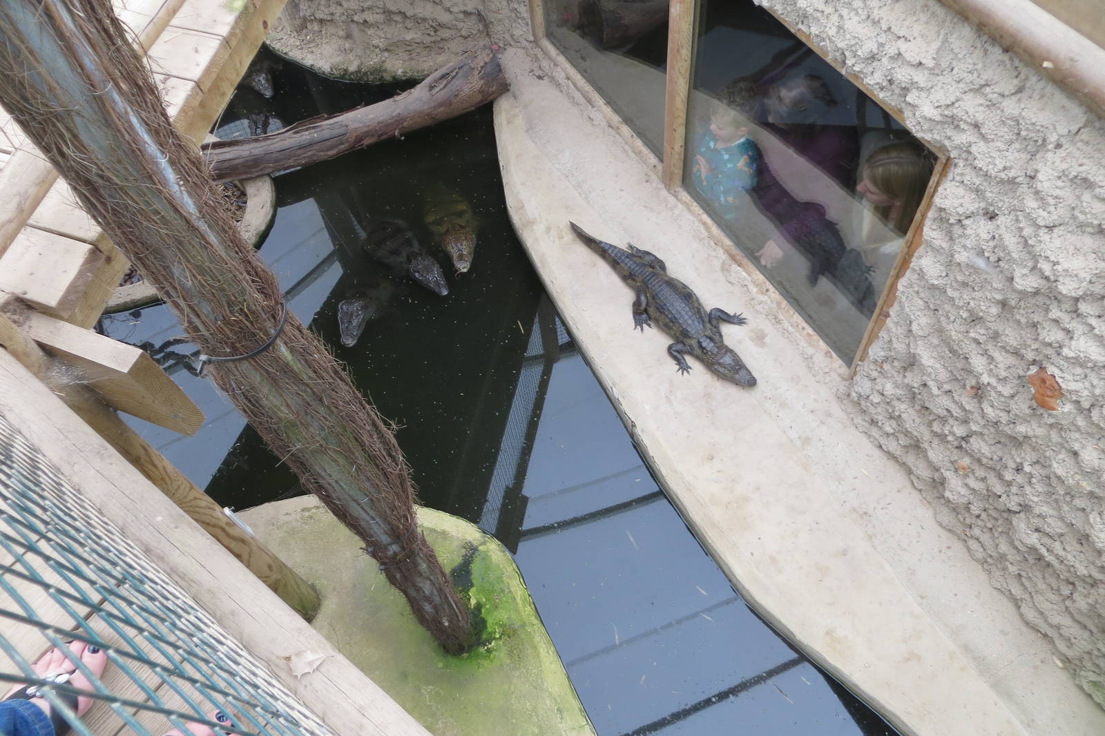 Spectacled Caiman 070515