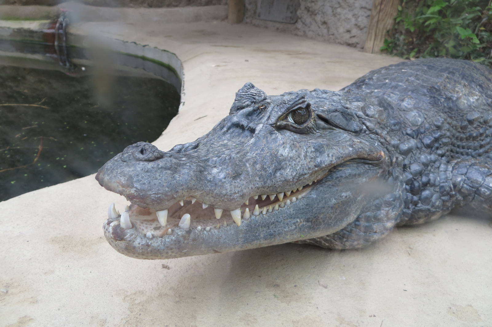 Spectacled Caiman 070515