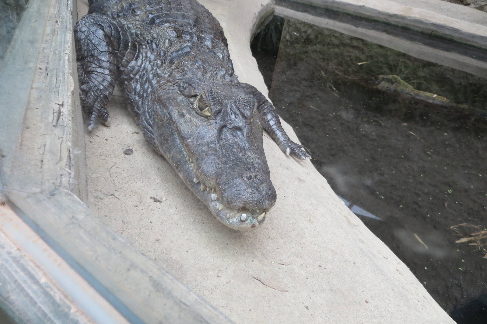 Spectacled Caiman 070515