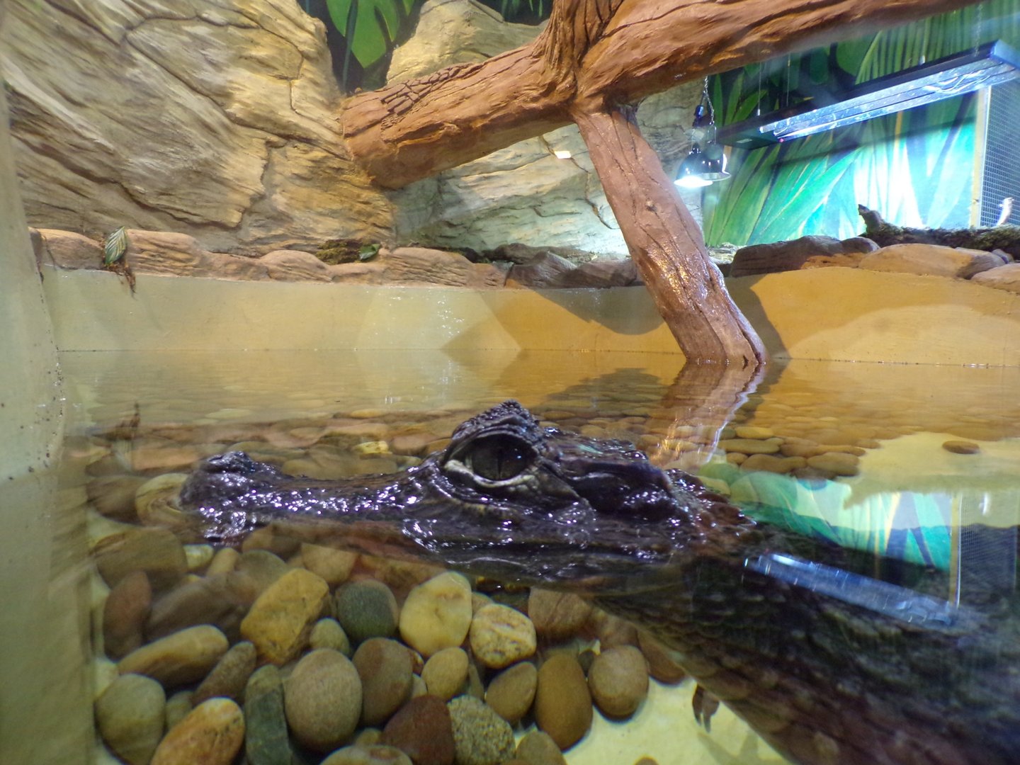 Spectacled caiman 1.1.23