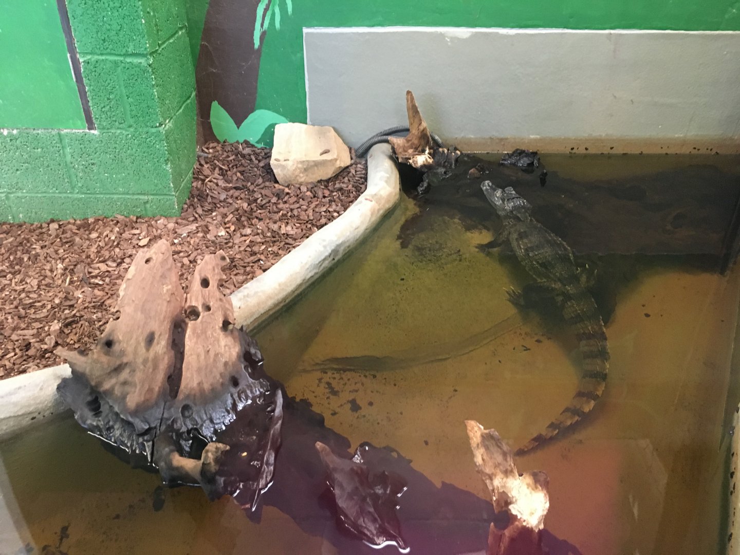 Spectacled Caiman 100917