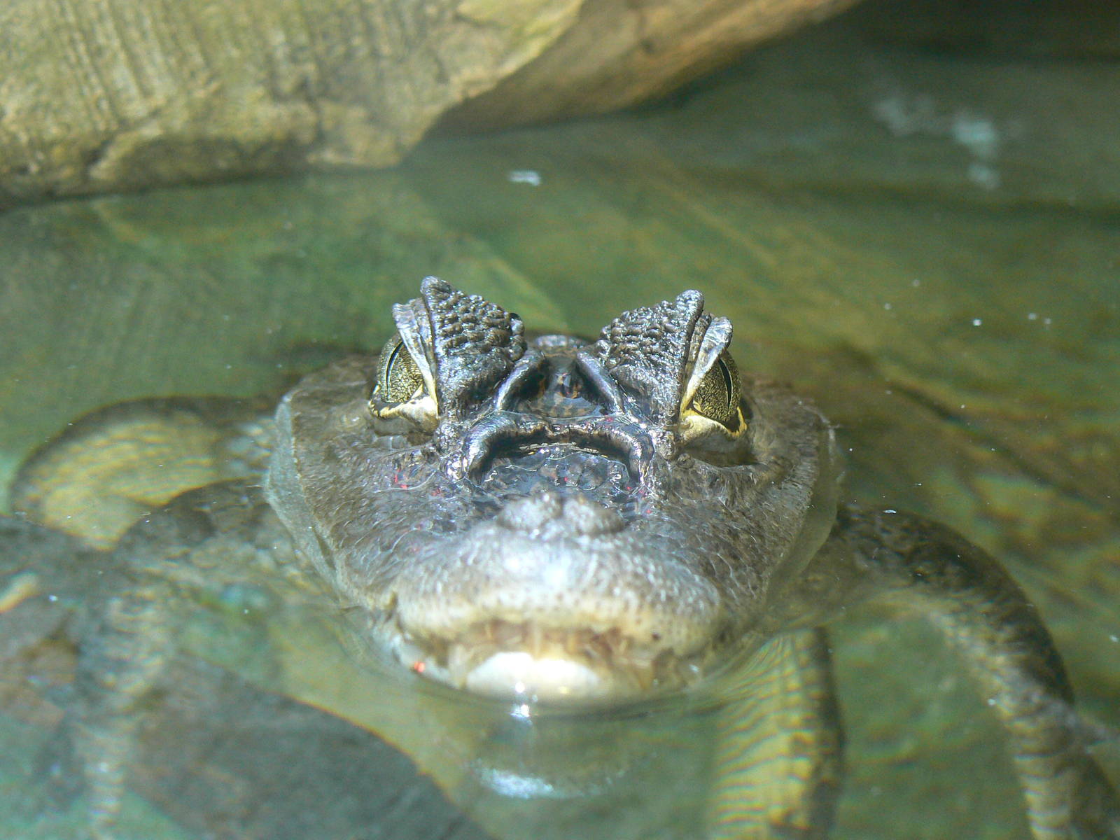 Spectacled Caiman - 12 June 2016, Askham Bryan College