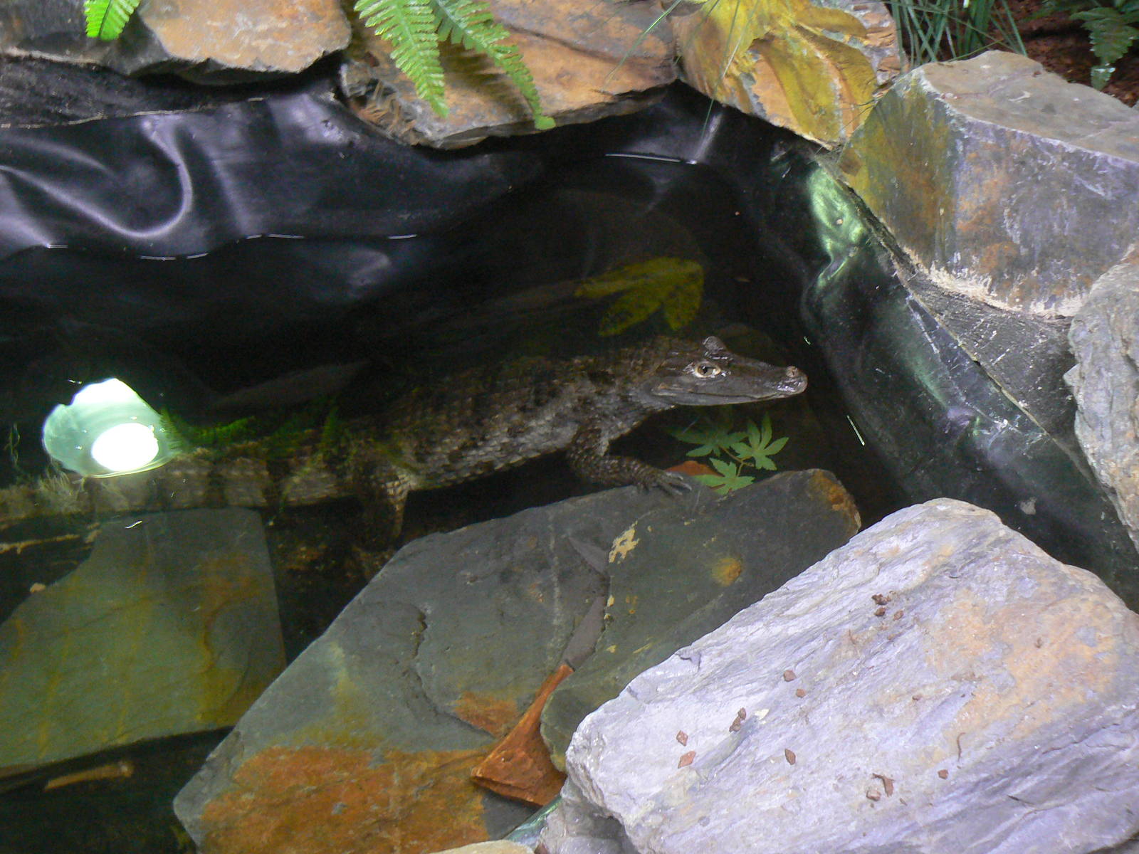 Spectacled Caiman(?) - 16 February 2016, Wild Animal Adventures