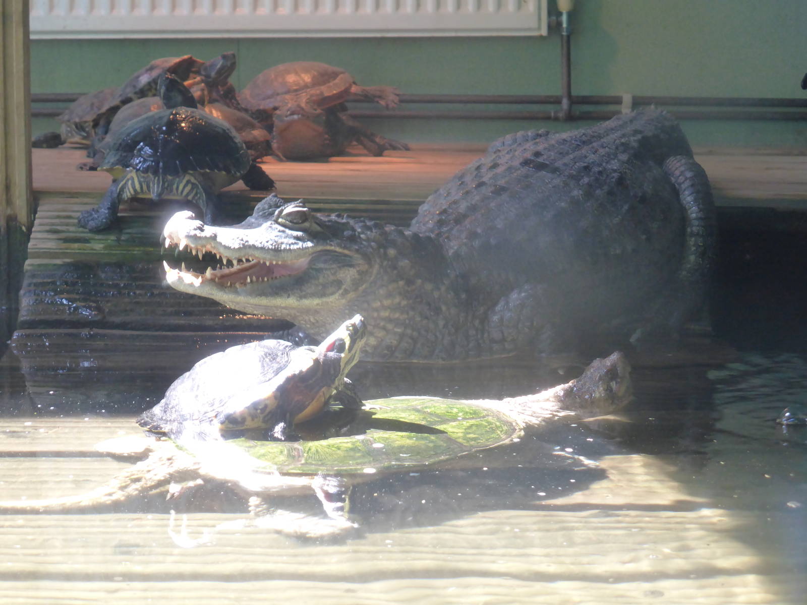 Spectacled caiman (2) , snapping turtle and red-eared terrapins .