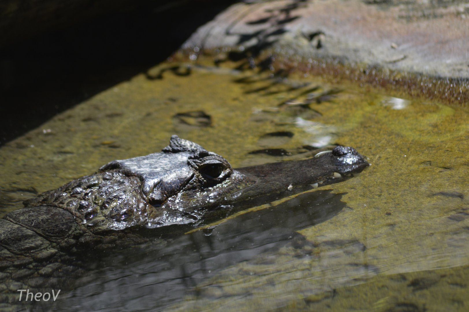 Spectacled caiman [2017]