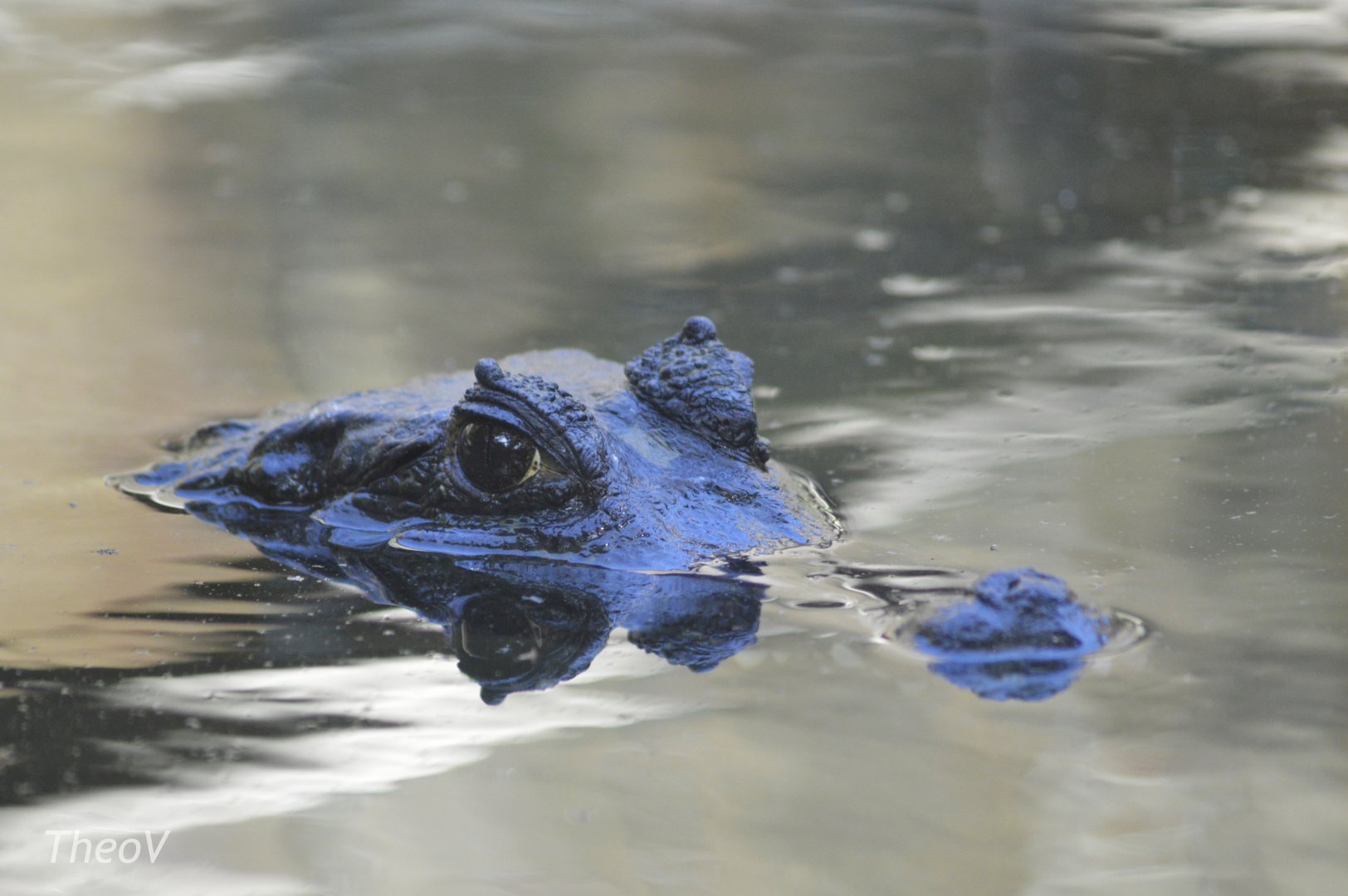 Spectacled caiman [2017]