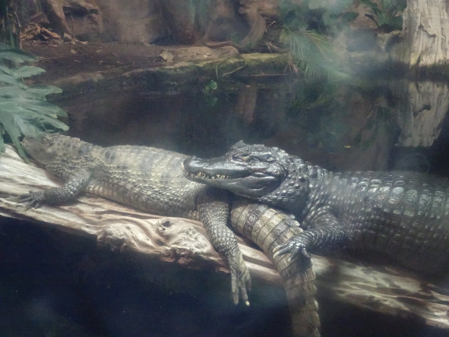 Spectacled Caiman 23 August 2025