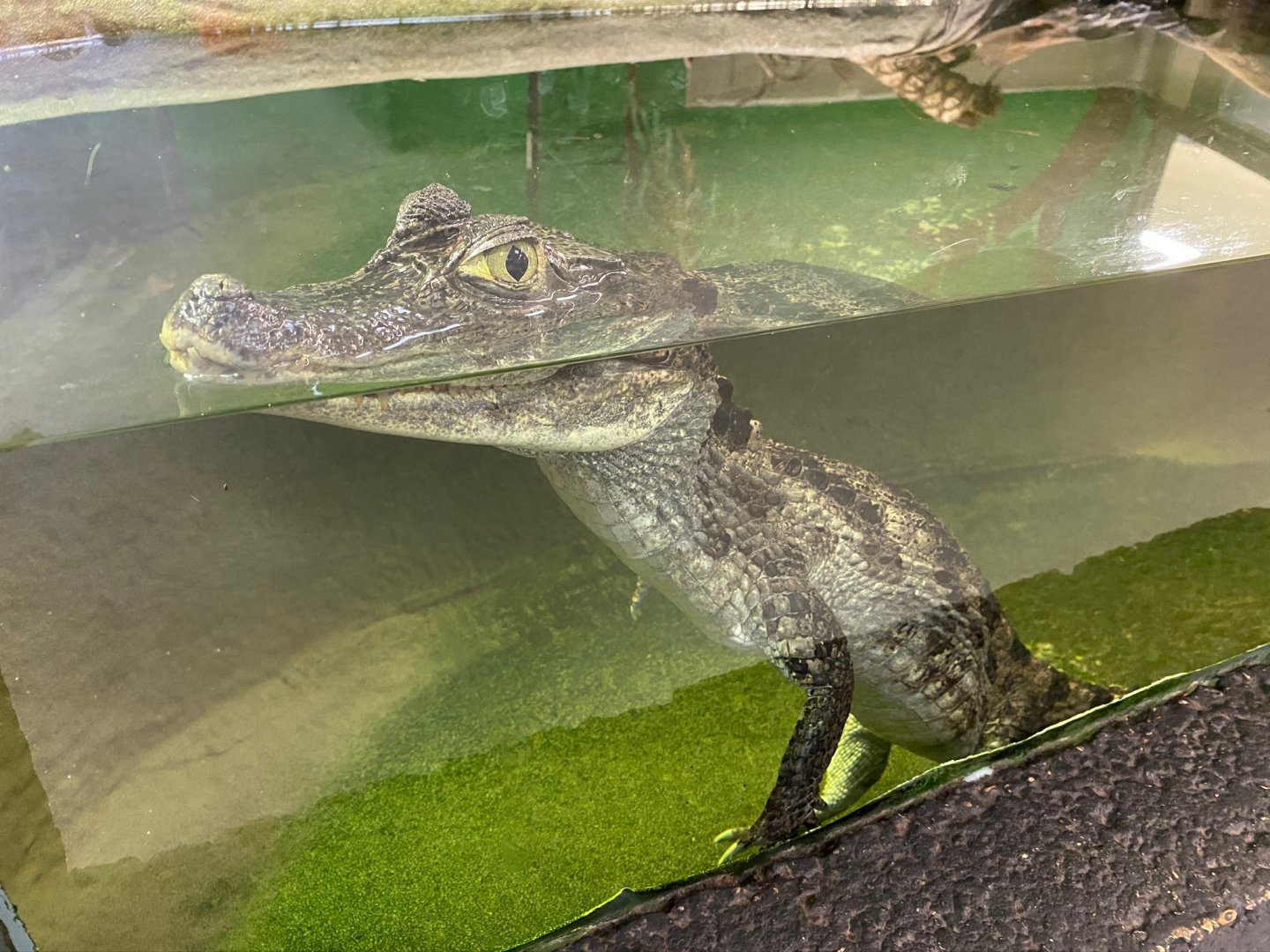 Spectacled caiman 231119