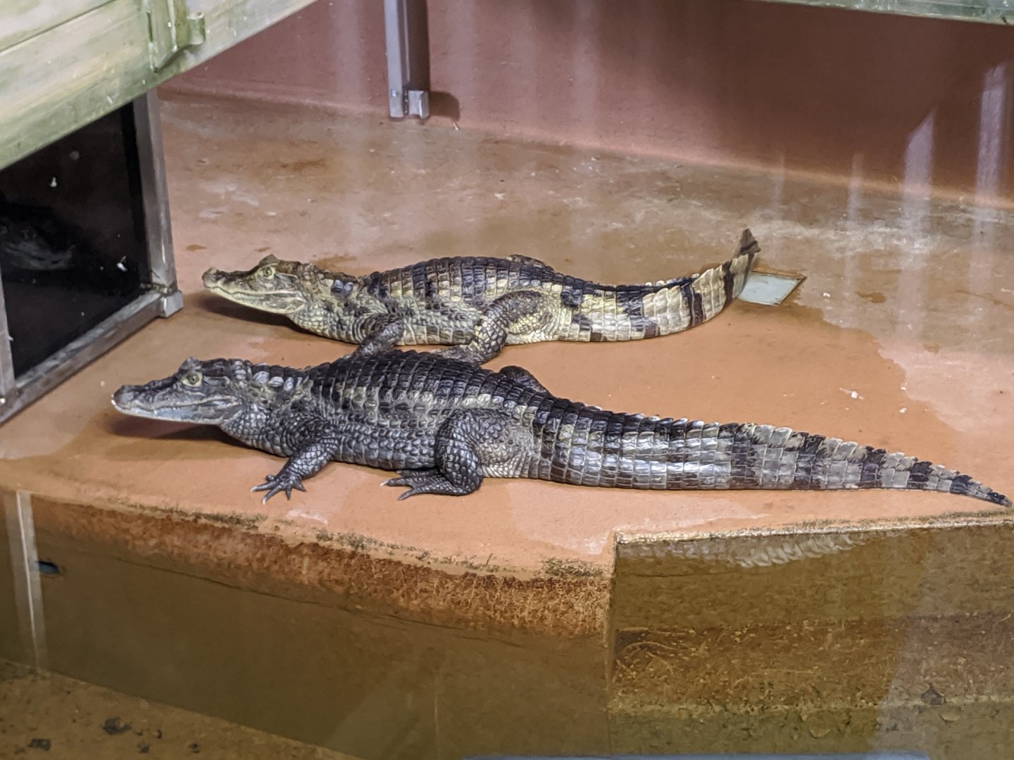 Spectacled Caiman - 24-08-2020