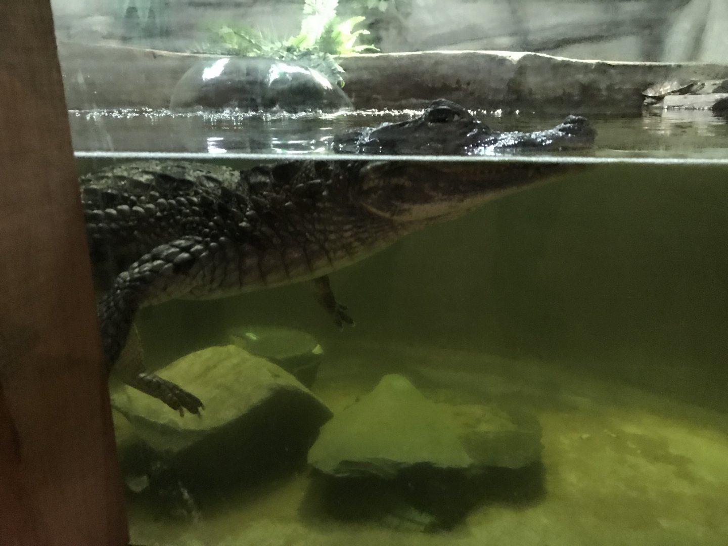Spectacled caiman 241118