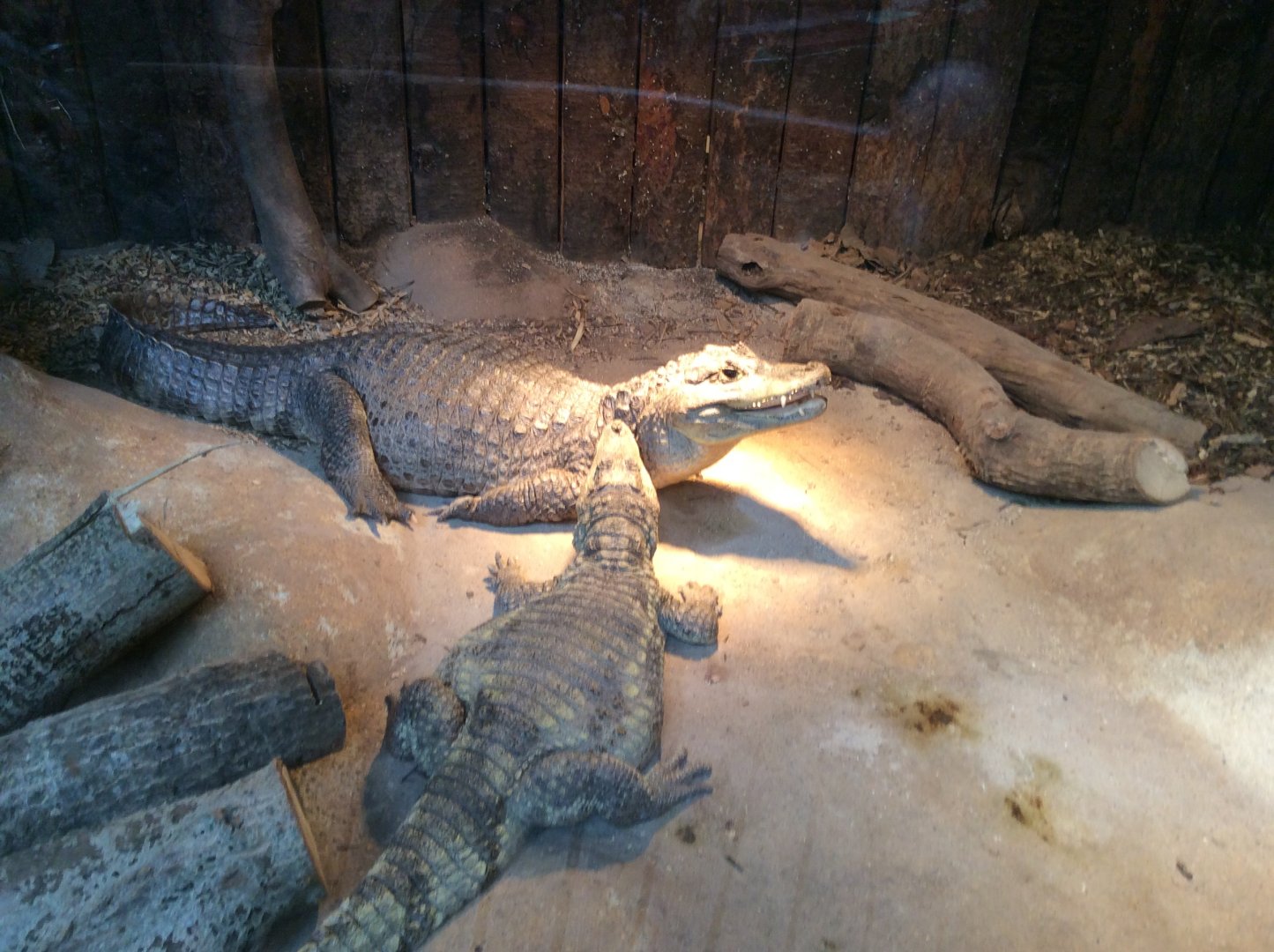 Spectacled caiman 270517