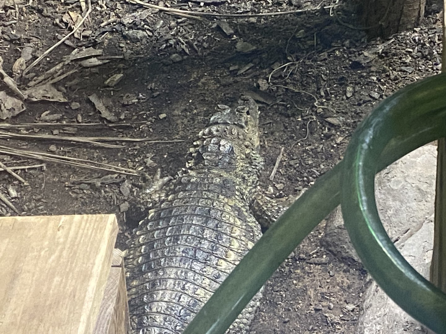 Spectacled caiman 280425