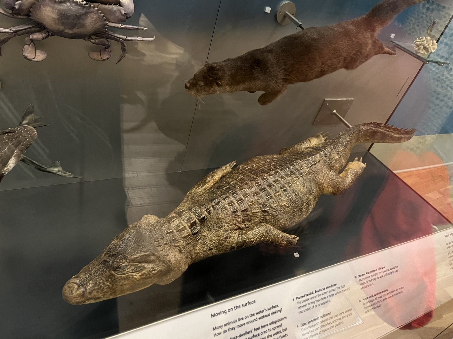 Spectacled (?) caiman 29.7.23