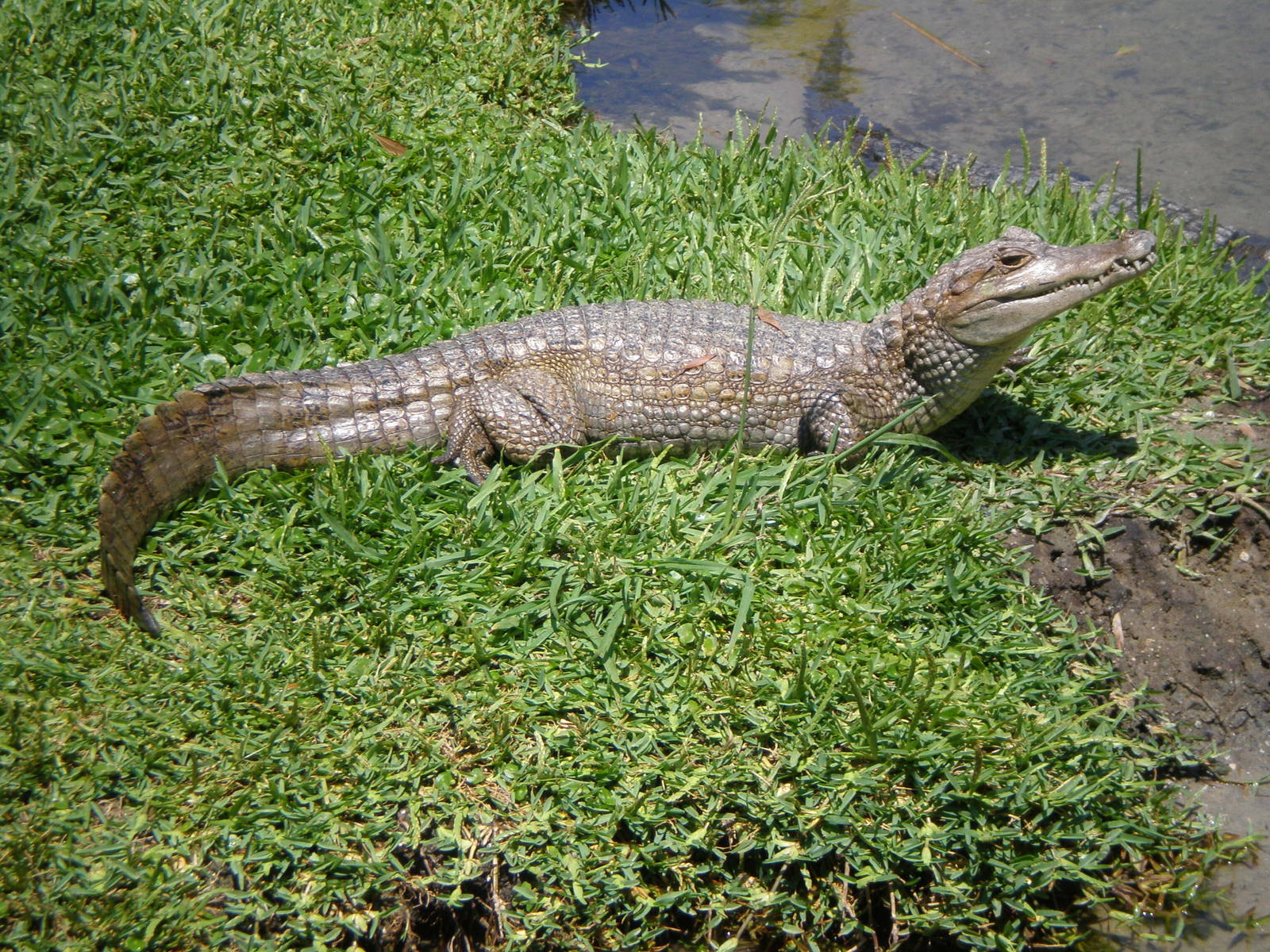 Spectacled Caiman- AA JUN08