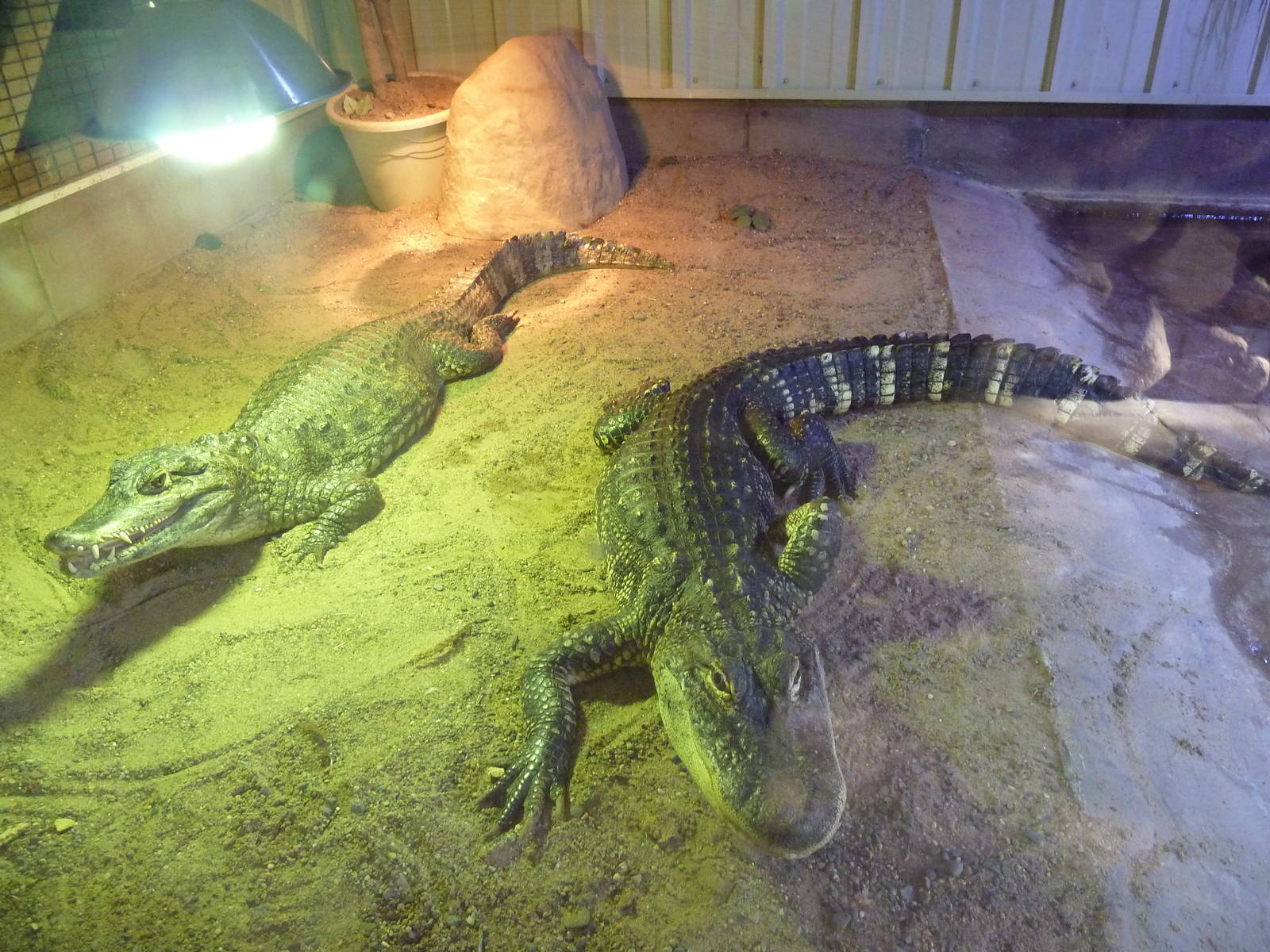 Spectacled Caiman + American Alligator
