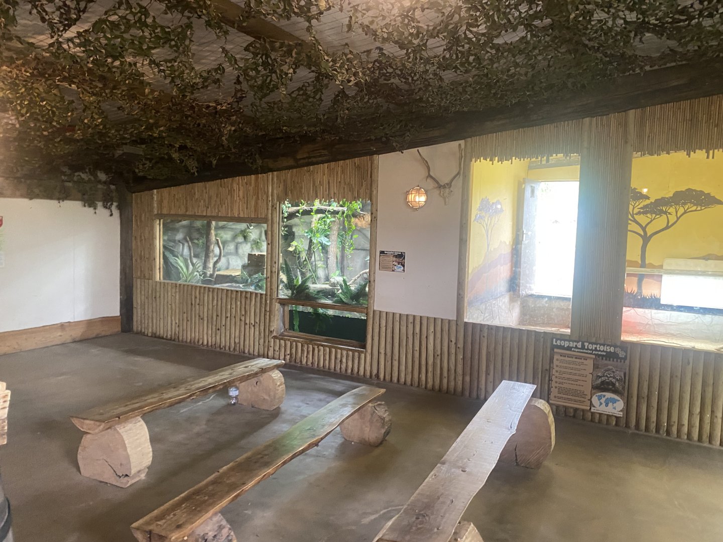 Spectacled caiman and Leopard tortoise exhibits 040824