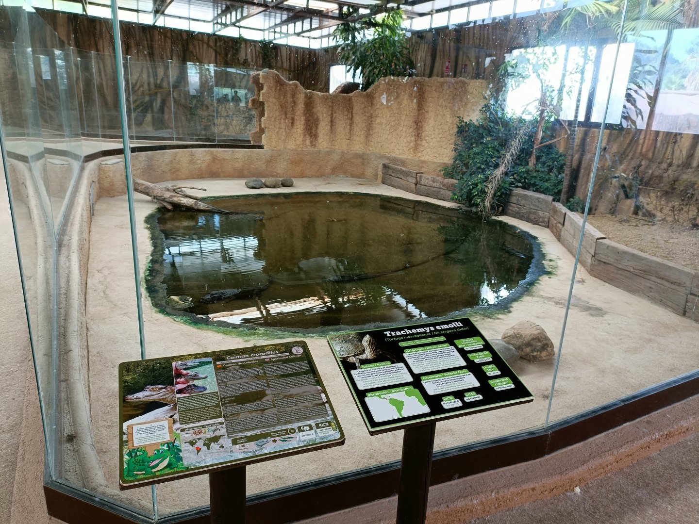 Spectacled caiman and Nicaraguan slider exhibit- Crocodile park Torremolinos