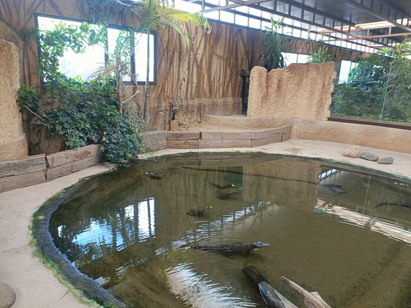 Spectacled caiman and Nicaraguan slider exhibit- Crocodile park Torremolinos