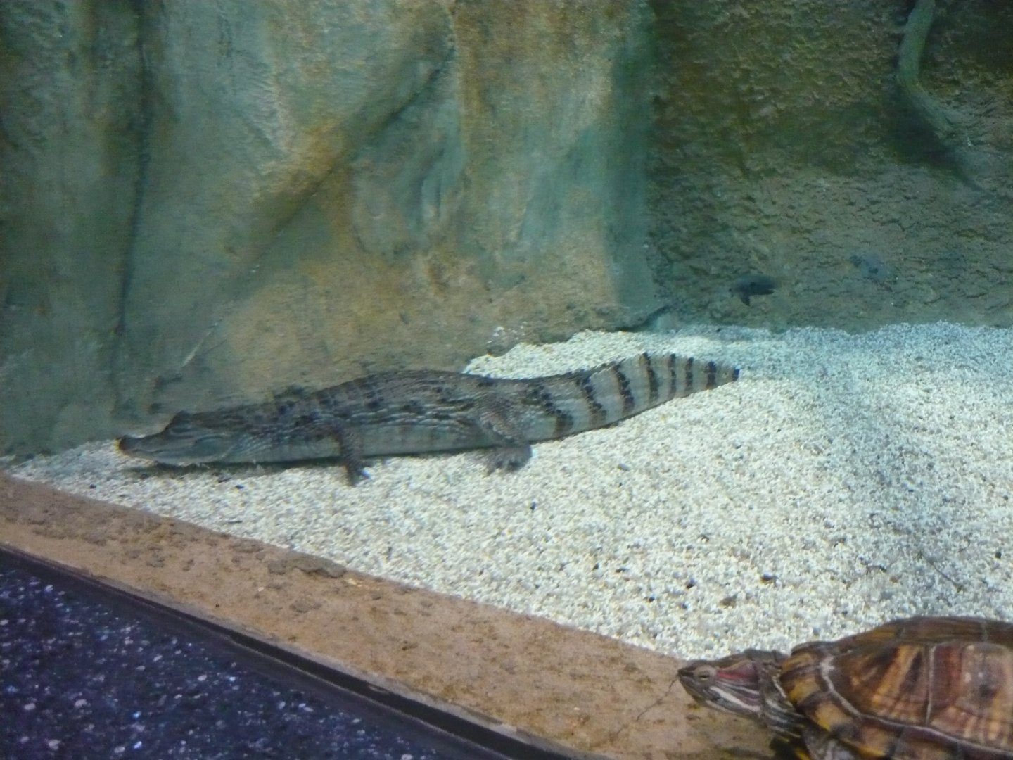 Spectacled caiman and Red-eared slider