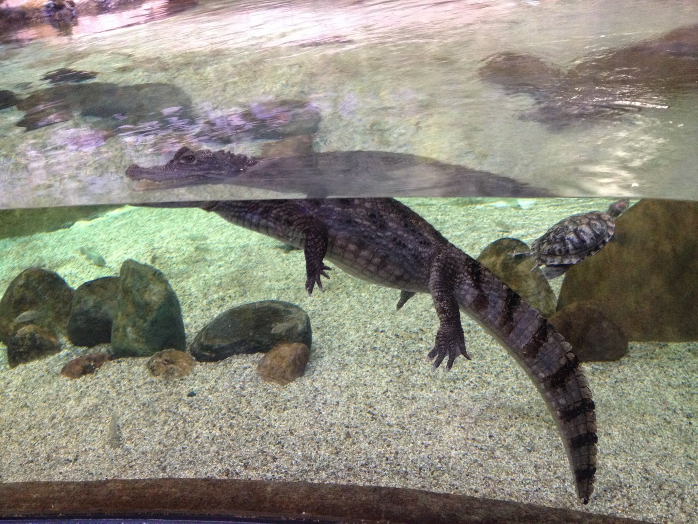 Spectacled caiman and Red-eared slider