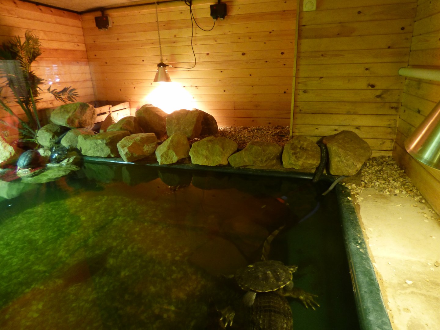 Spectacled Caiman and Slider Enclosure