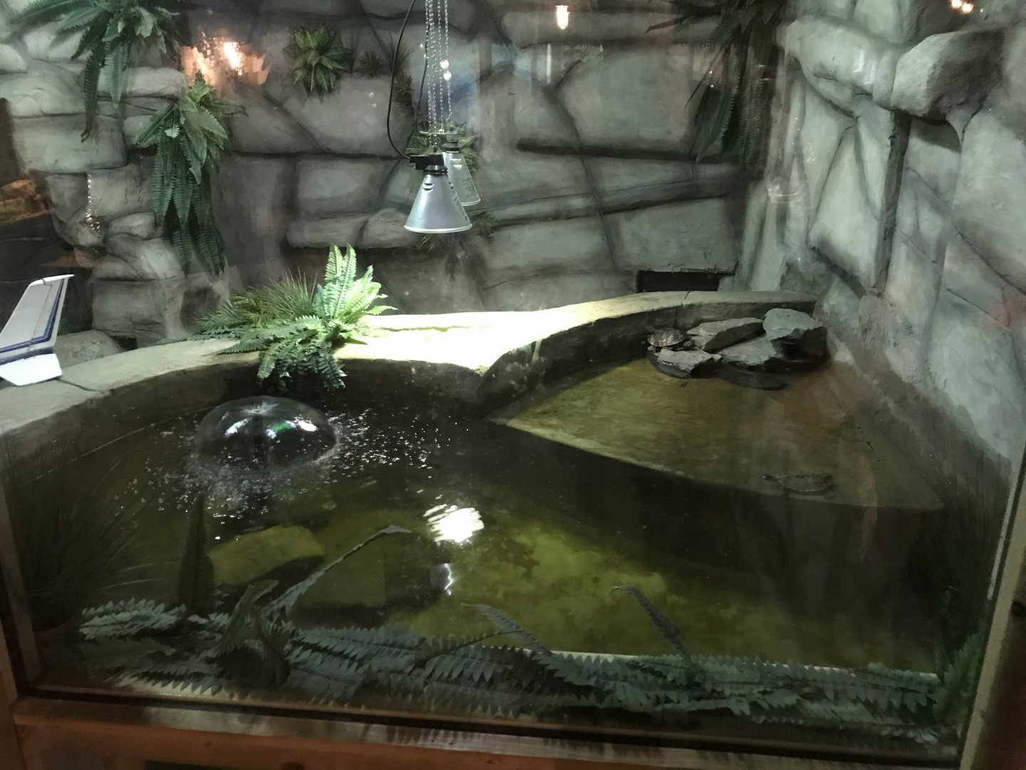 Spectacled caiman and Yellow-bellied slider exhibit 241118
