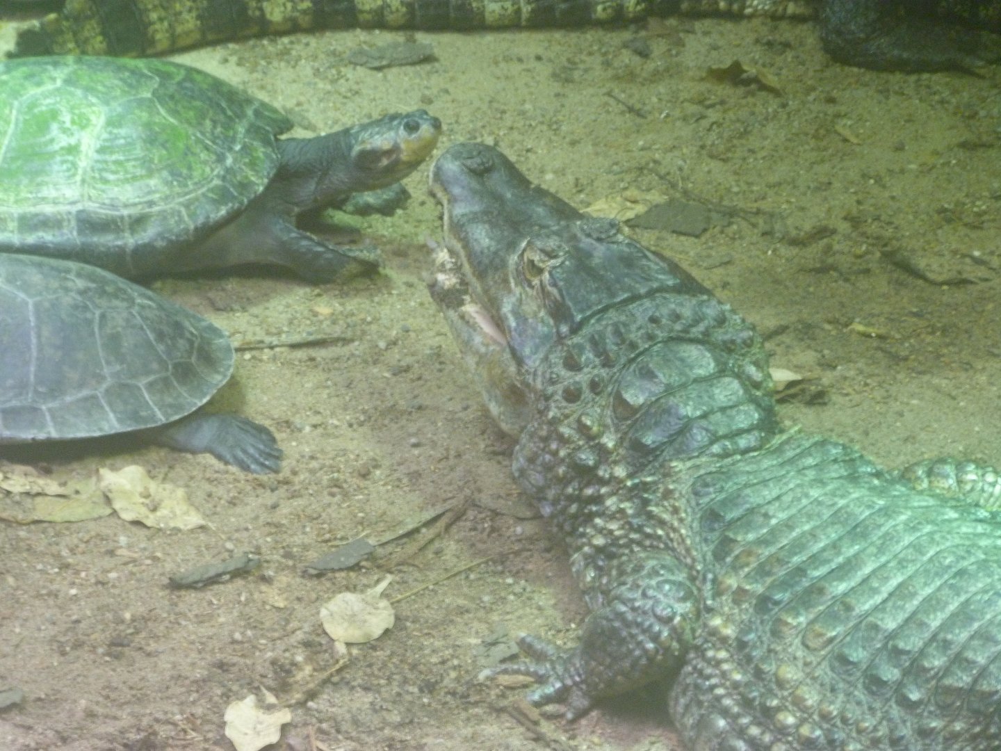Spectacled caiman and Yellow-spotted river turtle -Aquarium Berlin (2024)