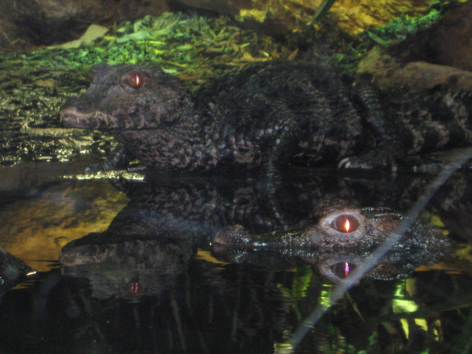 Spectacled Caiman at Blue Planet Aquarium 20/3/10