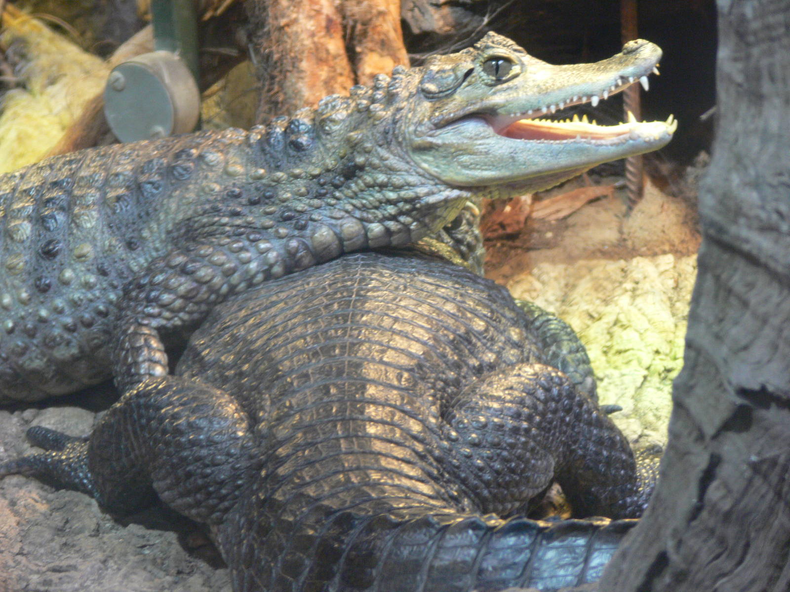 Spectacled Caiman at Chester Zoo, 06/07/13