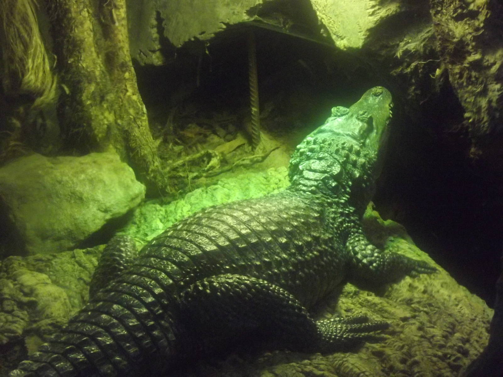 Spectacled Caiman at Chester Zoo 31/03/12