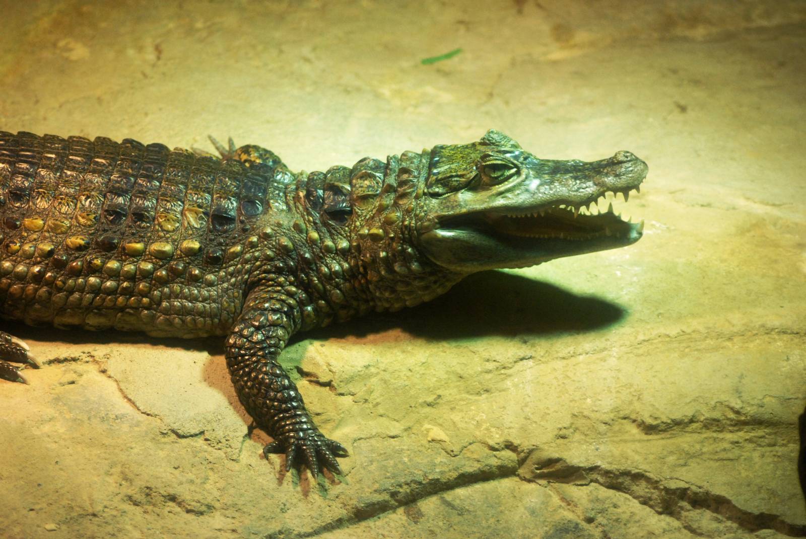 Spectacled Caiman at Skegness, 11/11/12