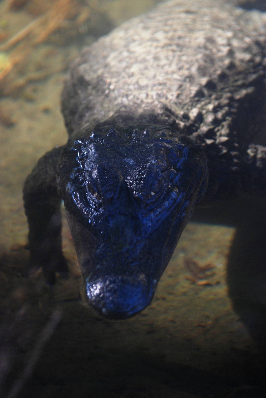 Spectacled Caiman at St. Augustine, 11/10/13