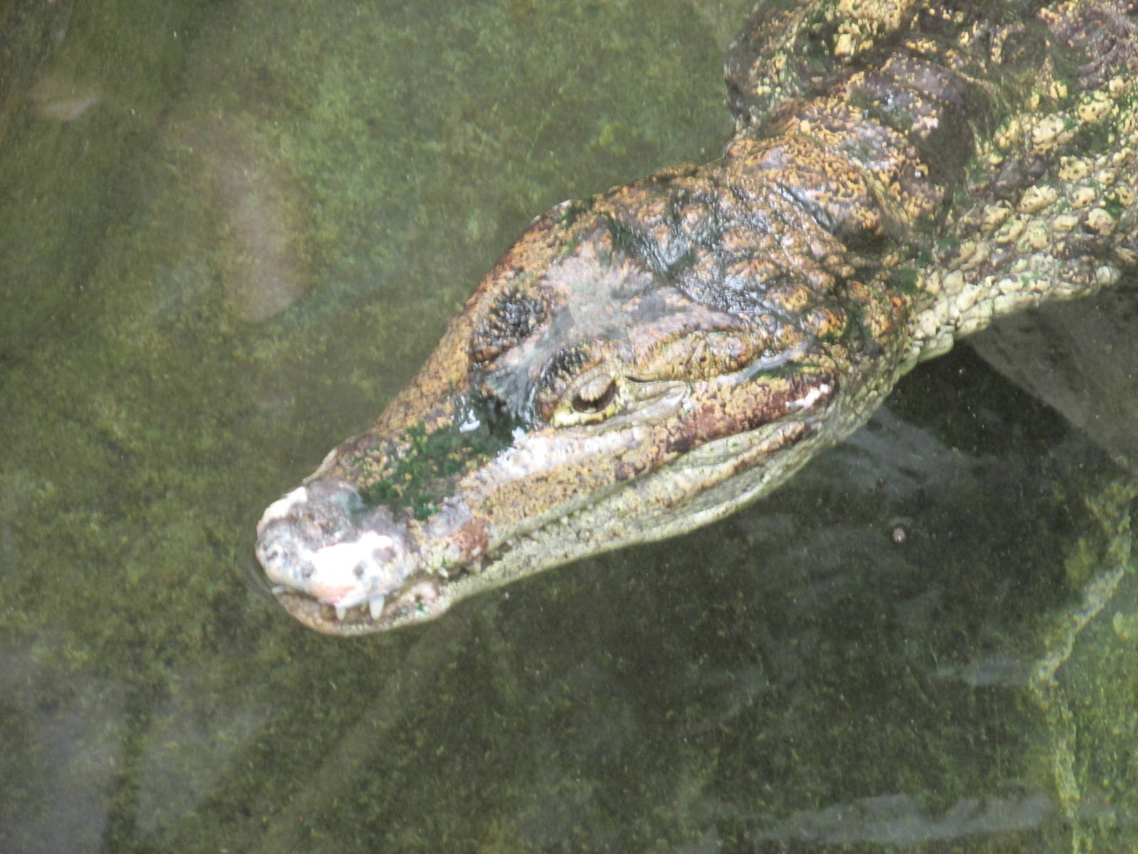 spectacled caiman barcelona zoo