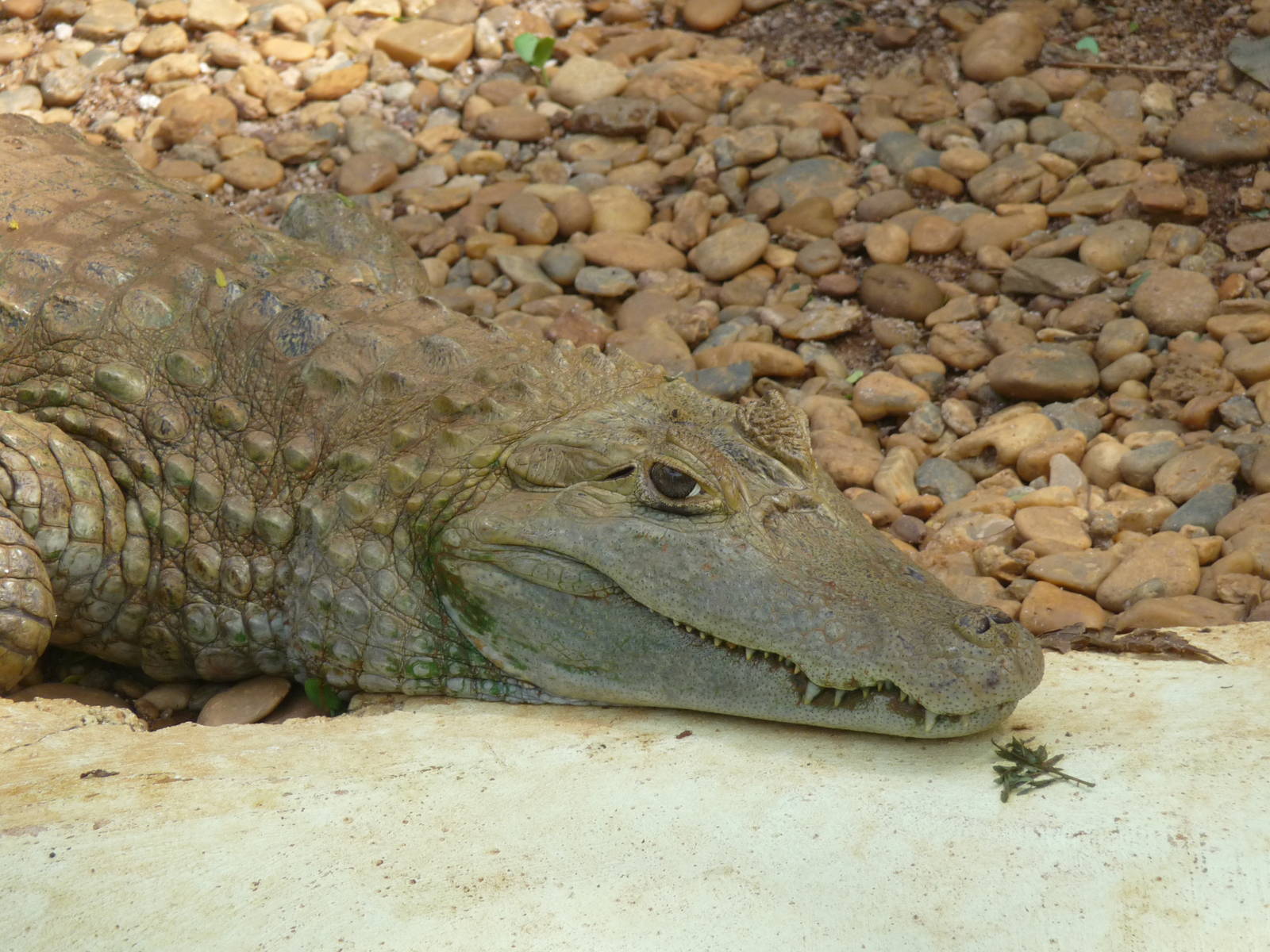 spectacled caiman brasilia zoo