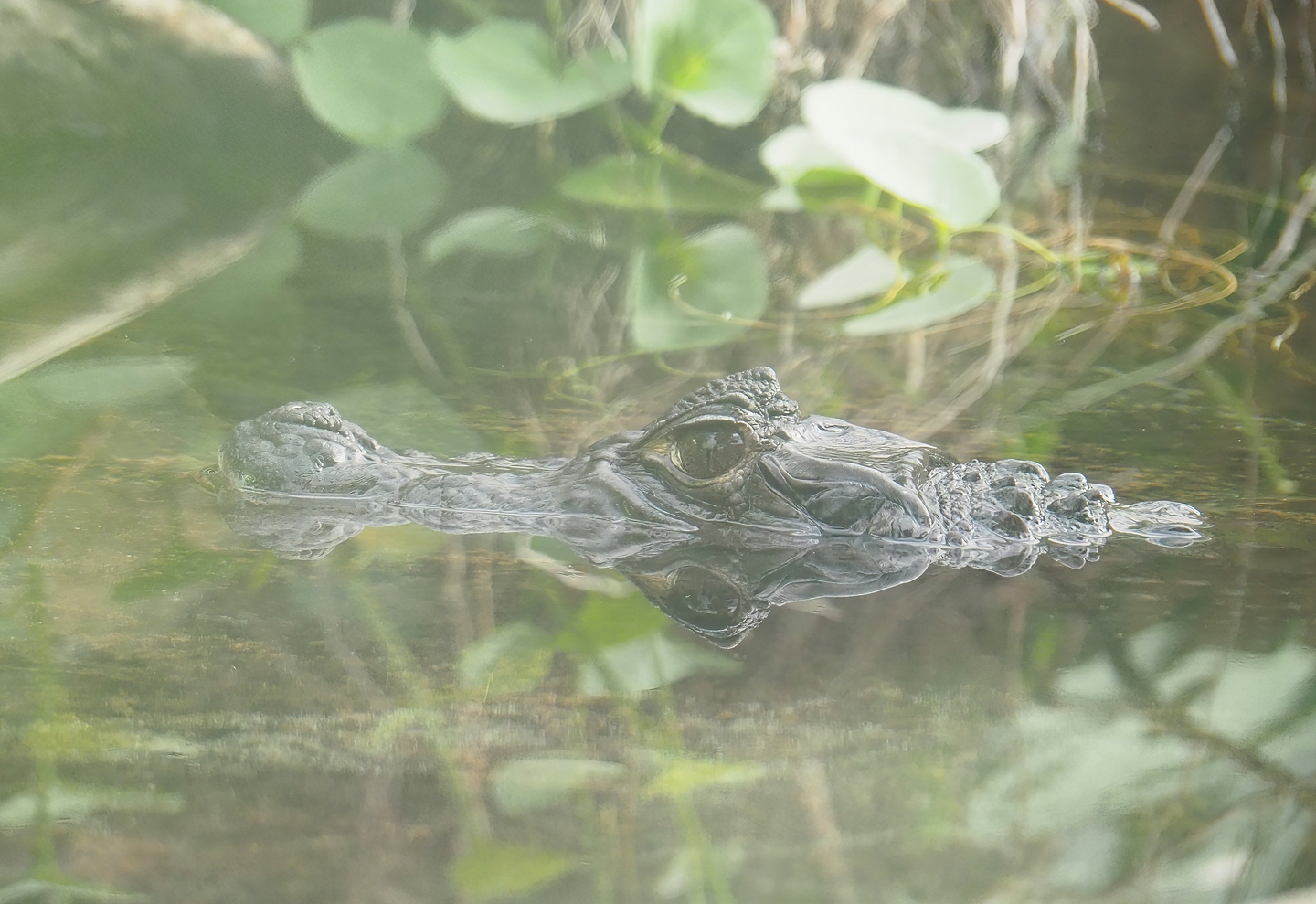 Spectacled caiman (Caiman crocodilus), 2022-10-09