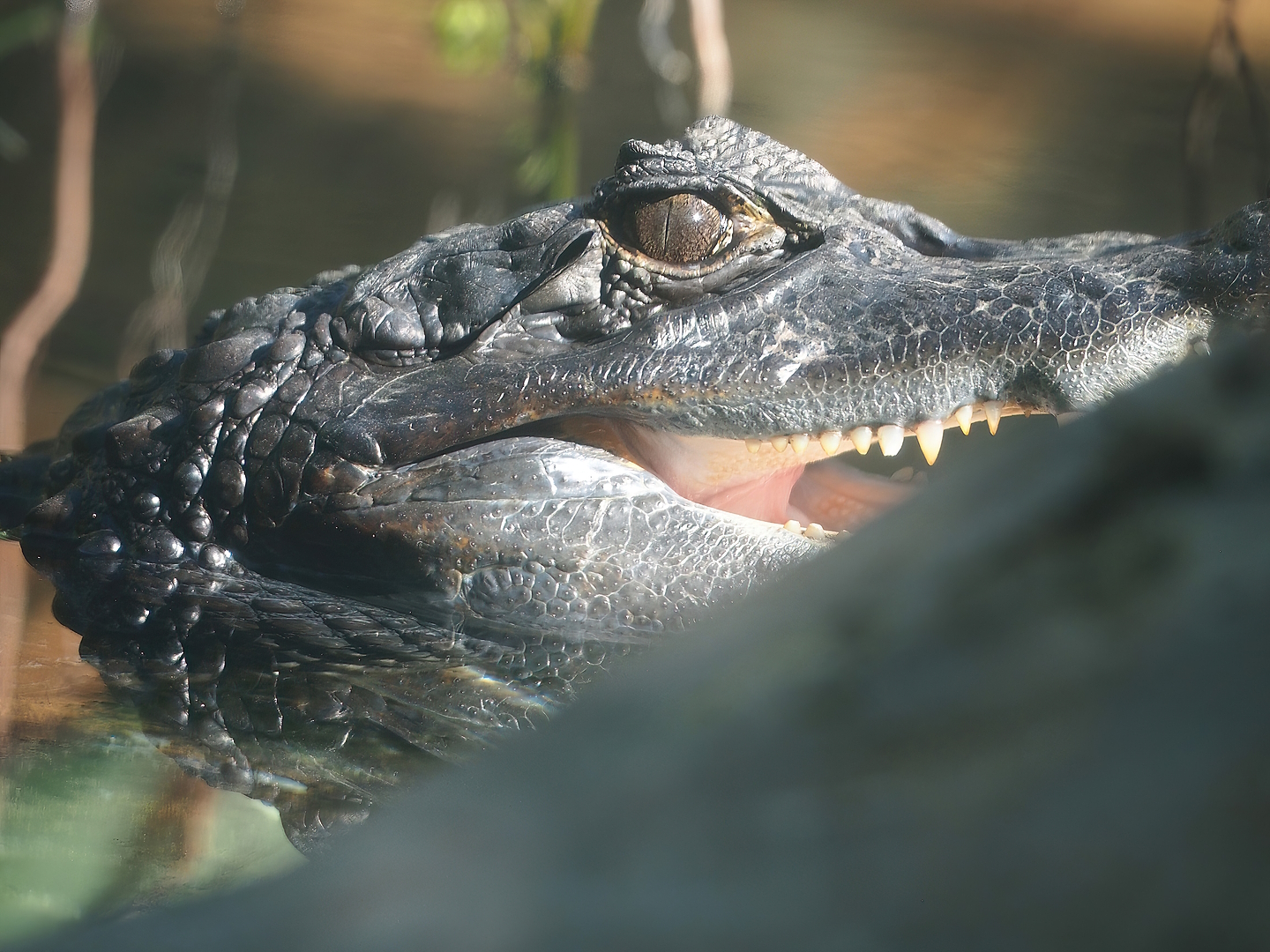 Spectacled caiman (Caiman crocodilus), 2022-10-09