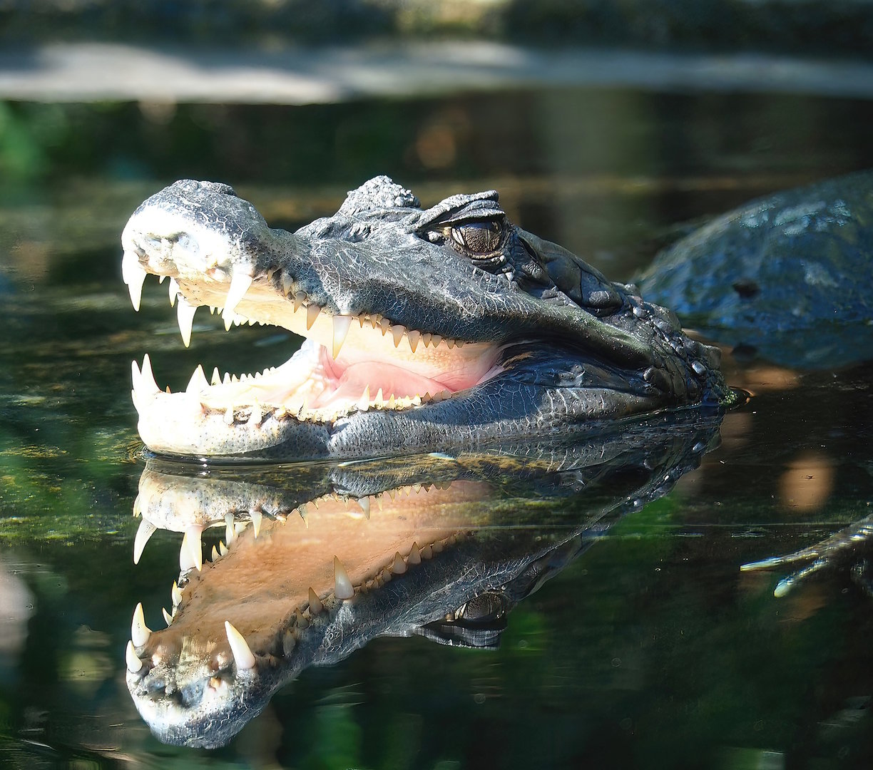 Spectacled caiman (Caiman crocodilus), 2022-10-09