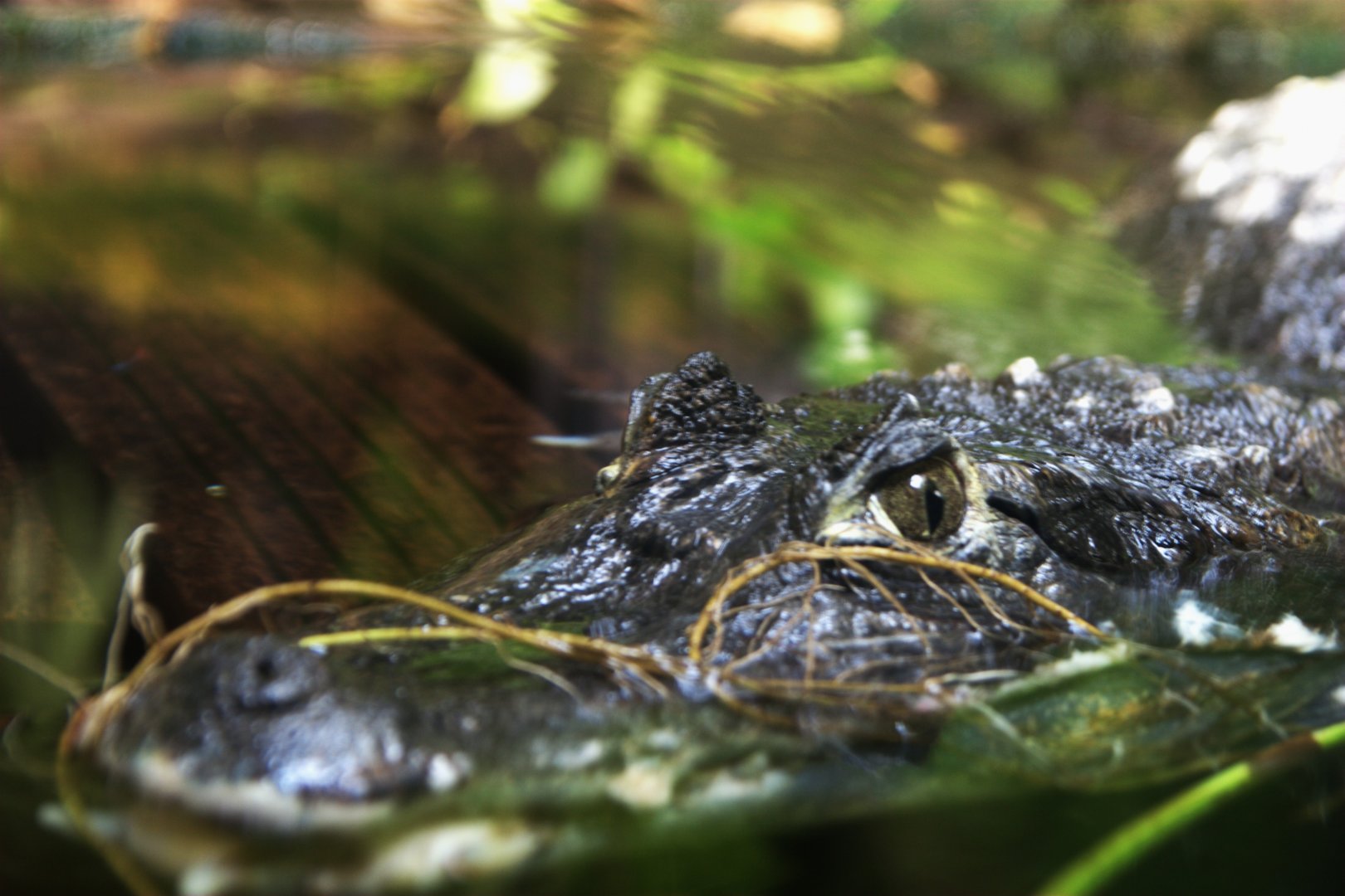 Spectacled Caiman (Caiman crocodilus), 2025-08-23