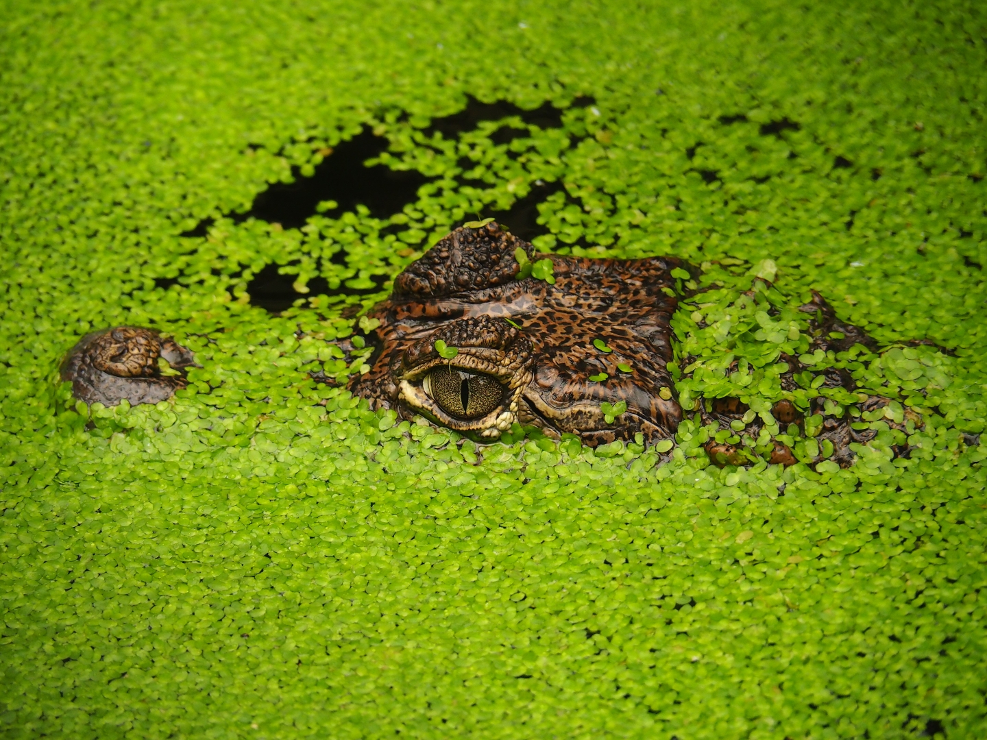 Spectacled caiman (Caiman crocodilus) amongst duckweeds (Aug 28th, 2018)
