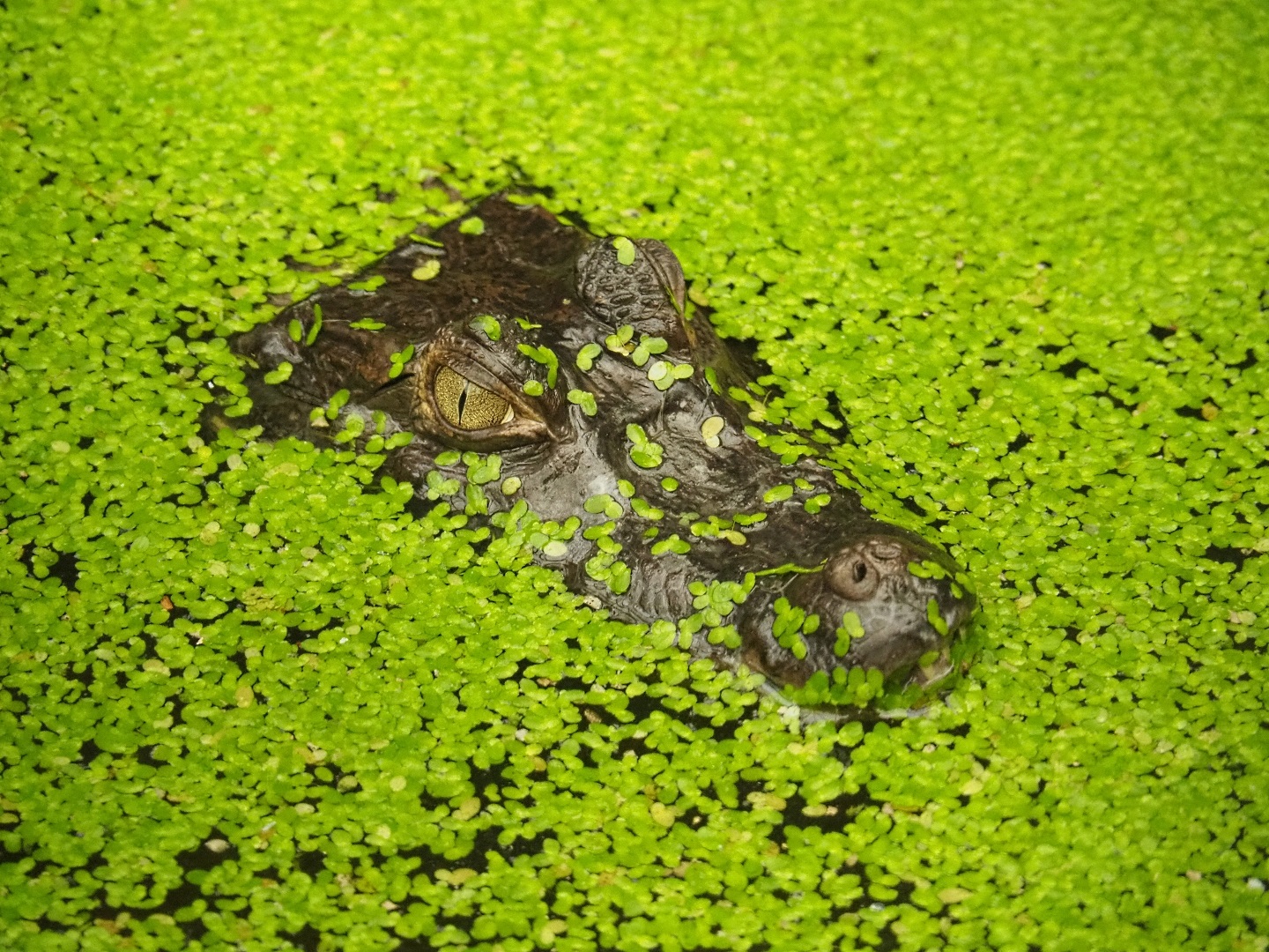 Spectacled caiman (Caiman crocodilus) amongst duckweeds (Aug 28th, 2018)