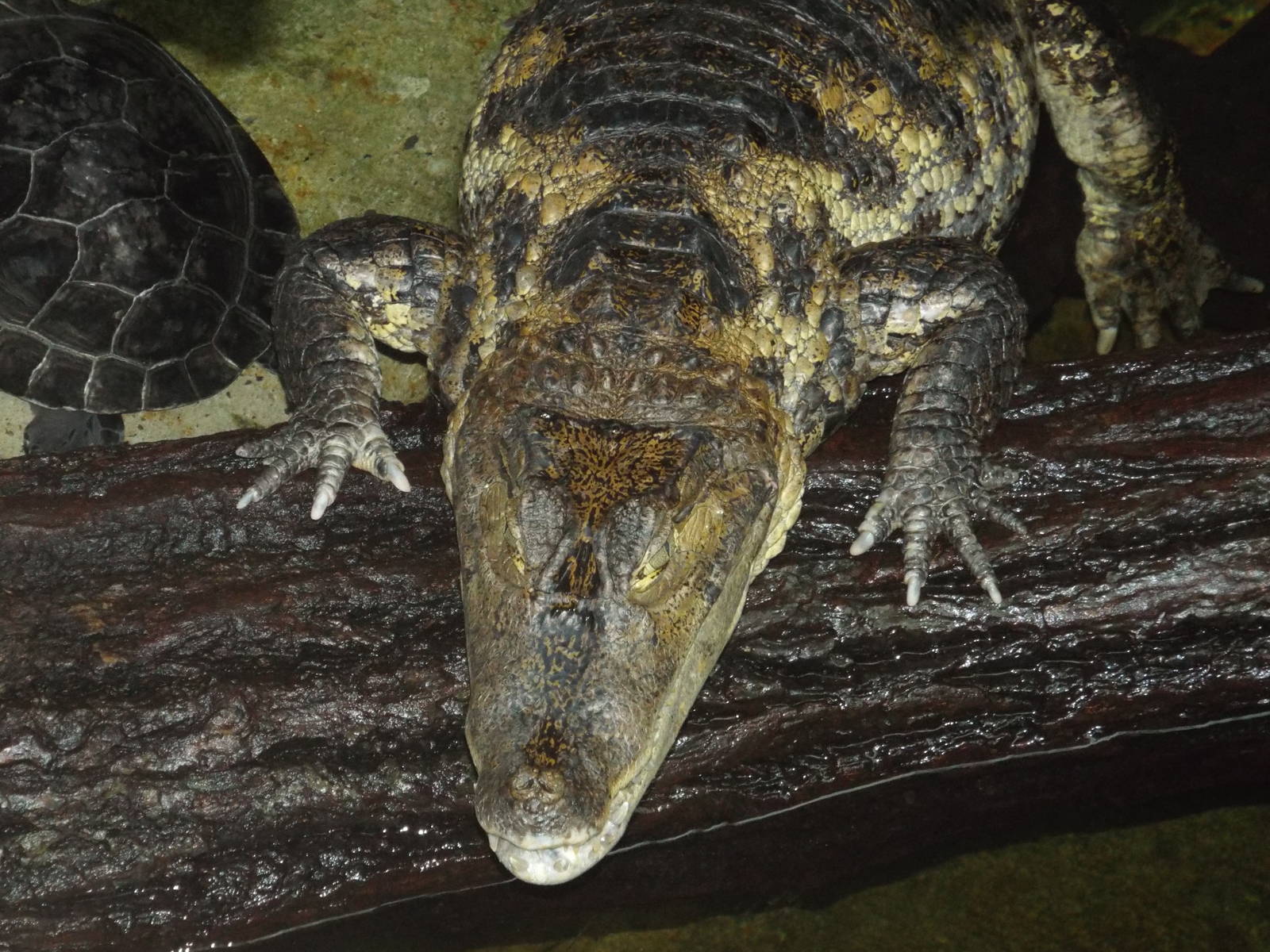 Spectacled Caiman (Caiman crocodilus) at Berlin Zoo Aquarium - 4th April 20