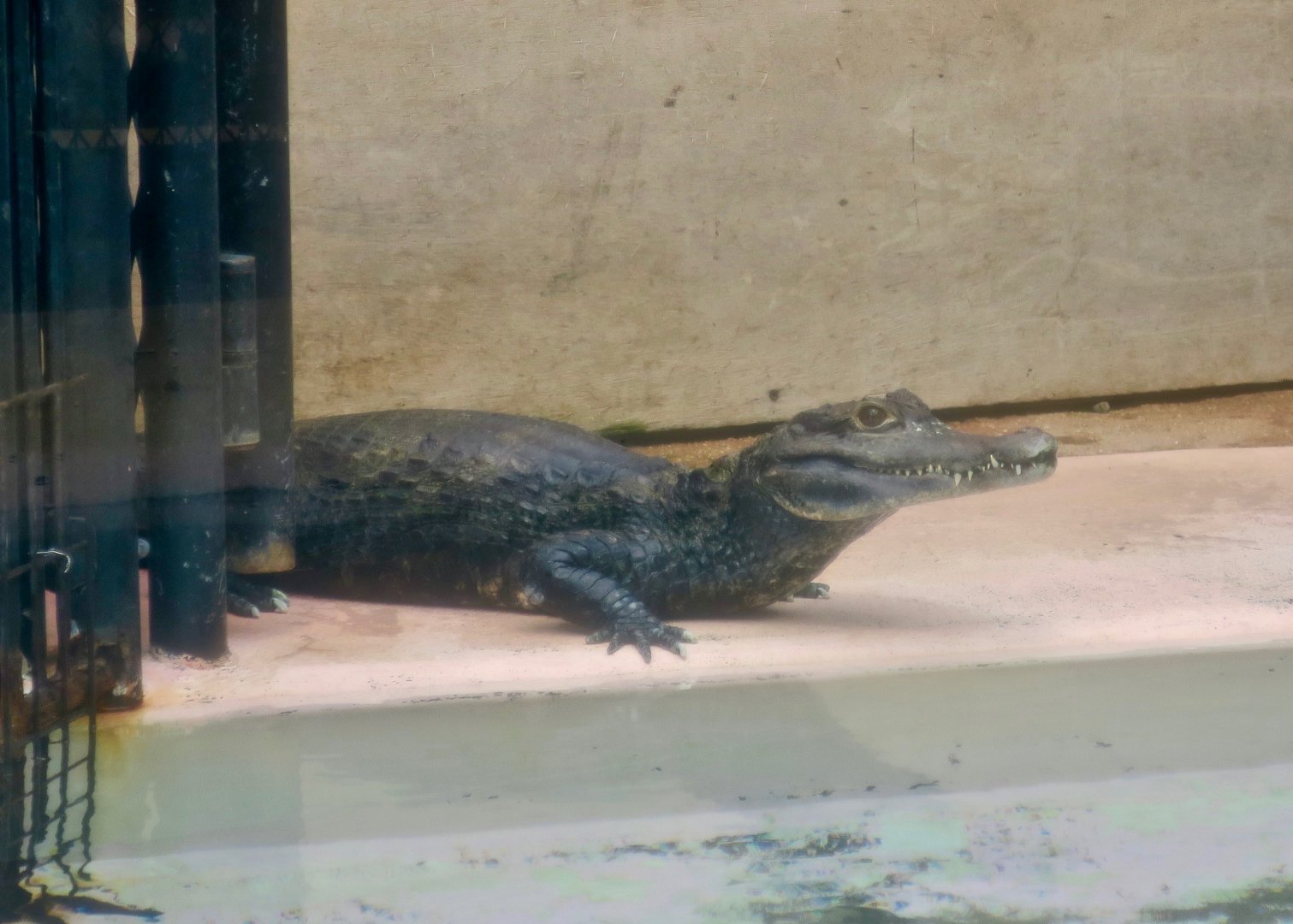 Spectacled Caiman (Caiman crocodilus crocodilus)