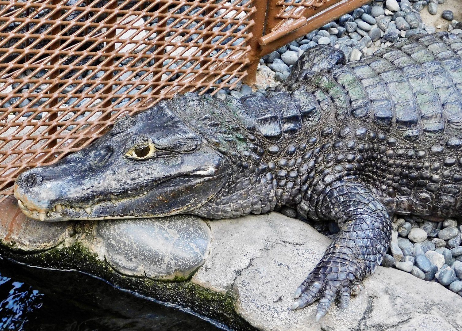 Spectacled Caiman (Caiman crocodilus) December 6, 2025