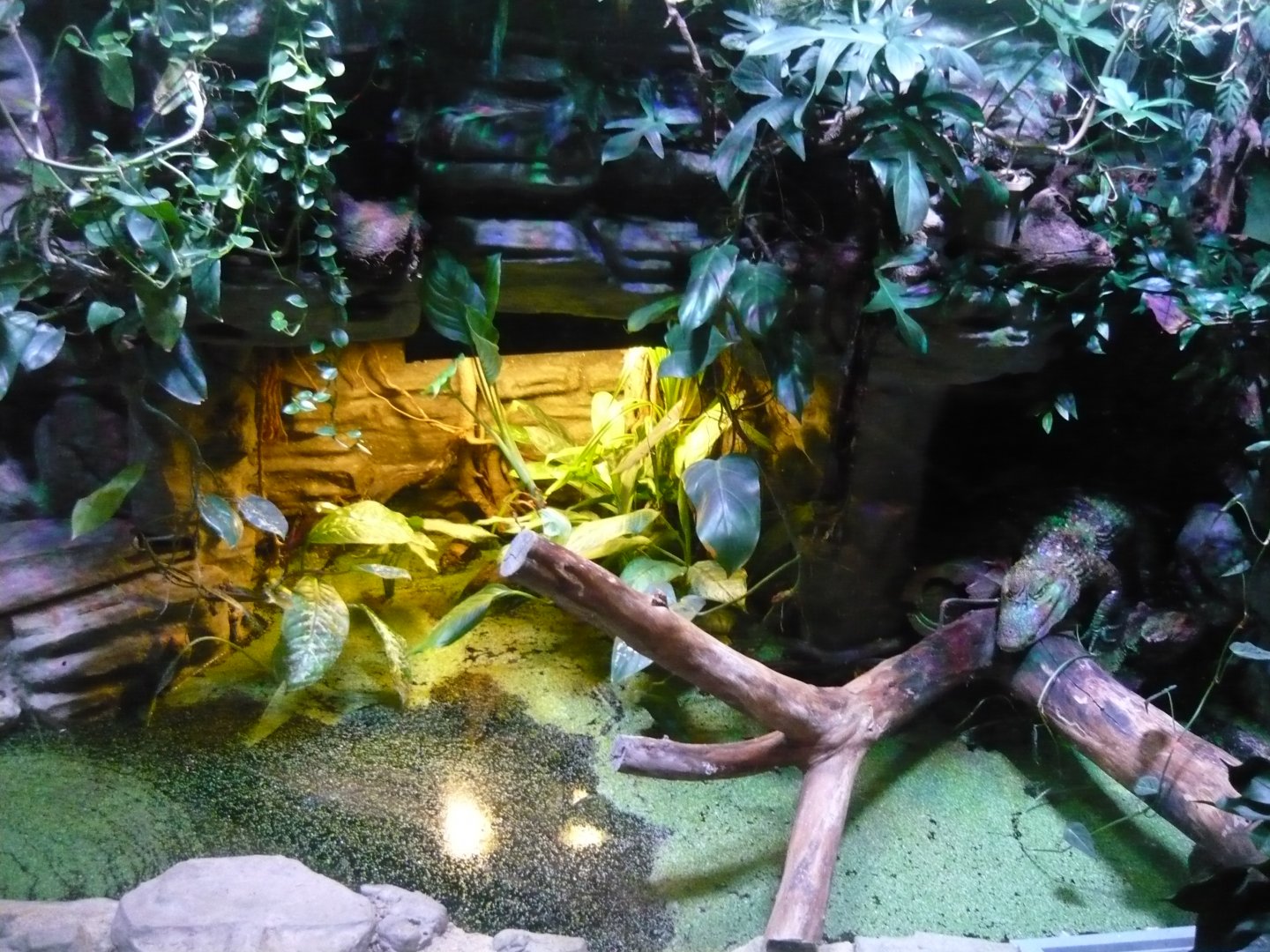 Spectacled caiman (Caiman crocodilus) exhibit