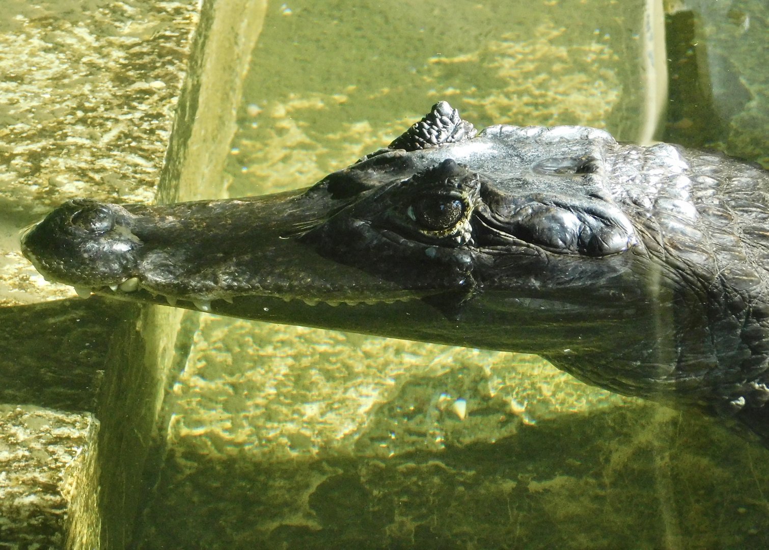 Spectacled Caiman (Caiman crocodilus) - Tobu Zoo November 15, 2025