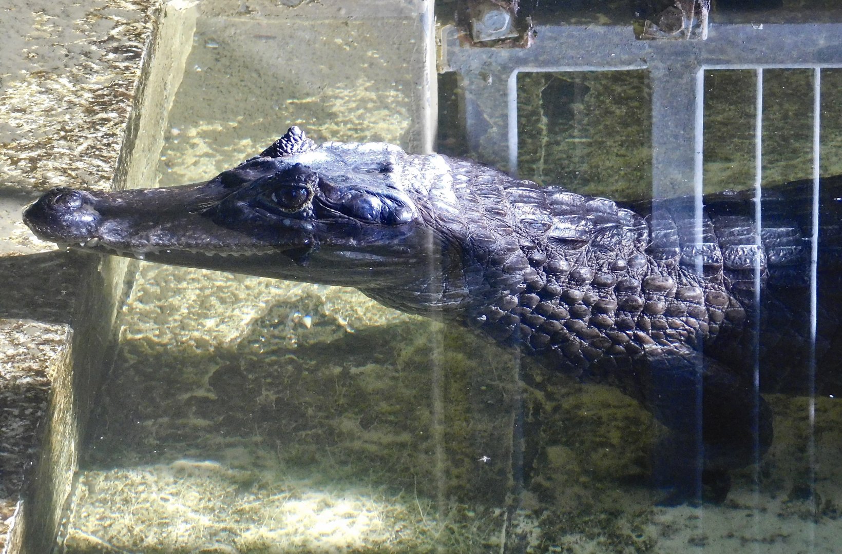 Spectacled Caiman (Caiman crocodilus) - Tobu Zoo November 15, 2025