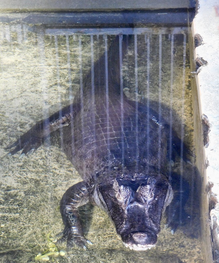 Spectacled Caiman (Caiman crocodilus) - Tobu Zoo November 15, 2025