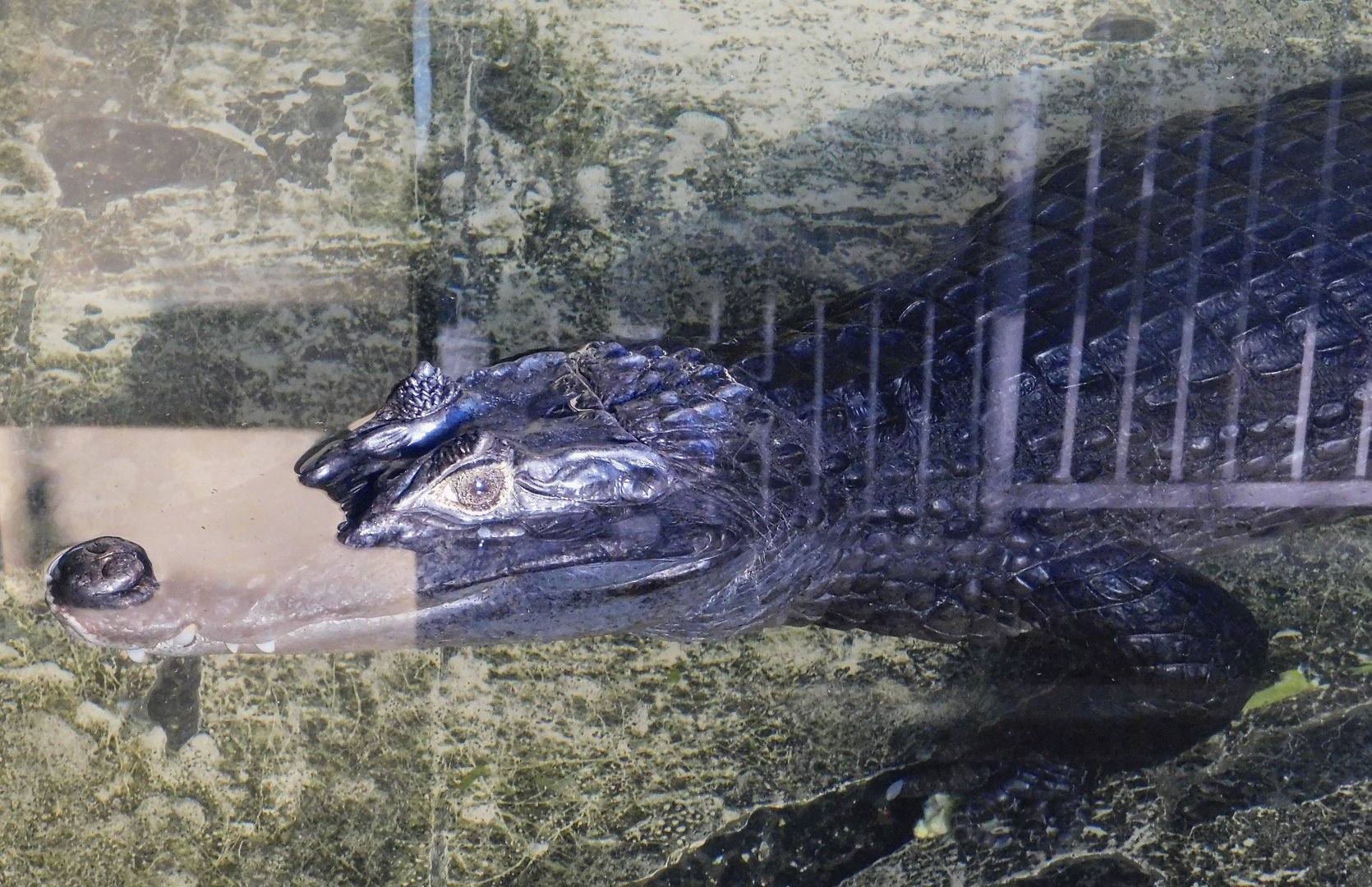 Spectacled Caiman (Caiman crocodilus) - Tobu Zoo November 15, 2025